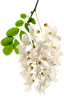 Slimital