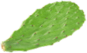 Slimital